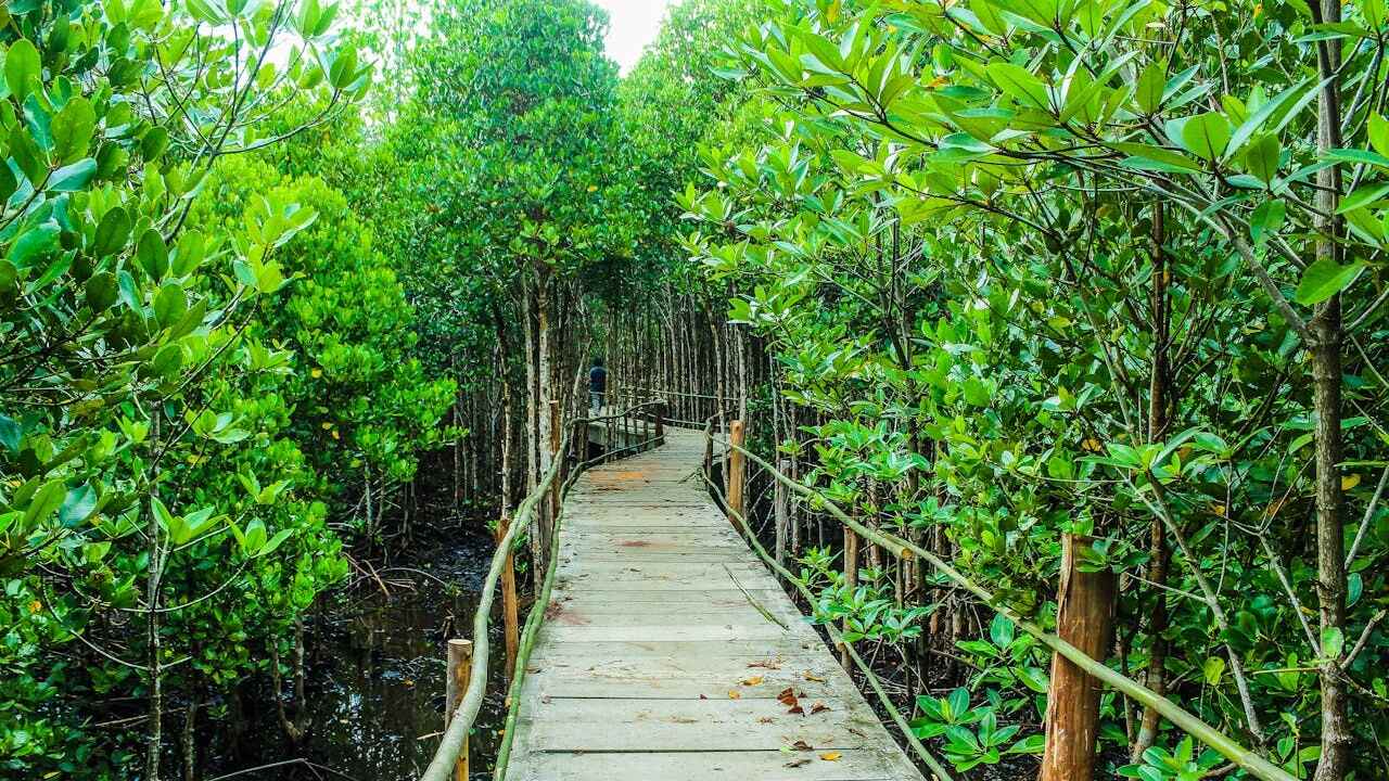 Mengenal Vegetasi Jenis Mangrove Berdasarkan Zona, Memiliki Manfaat Menyerap Karbon